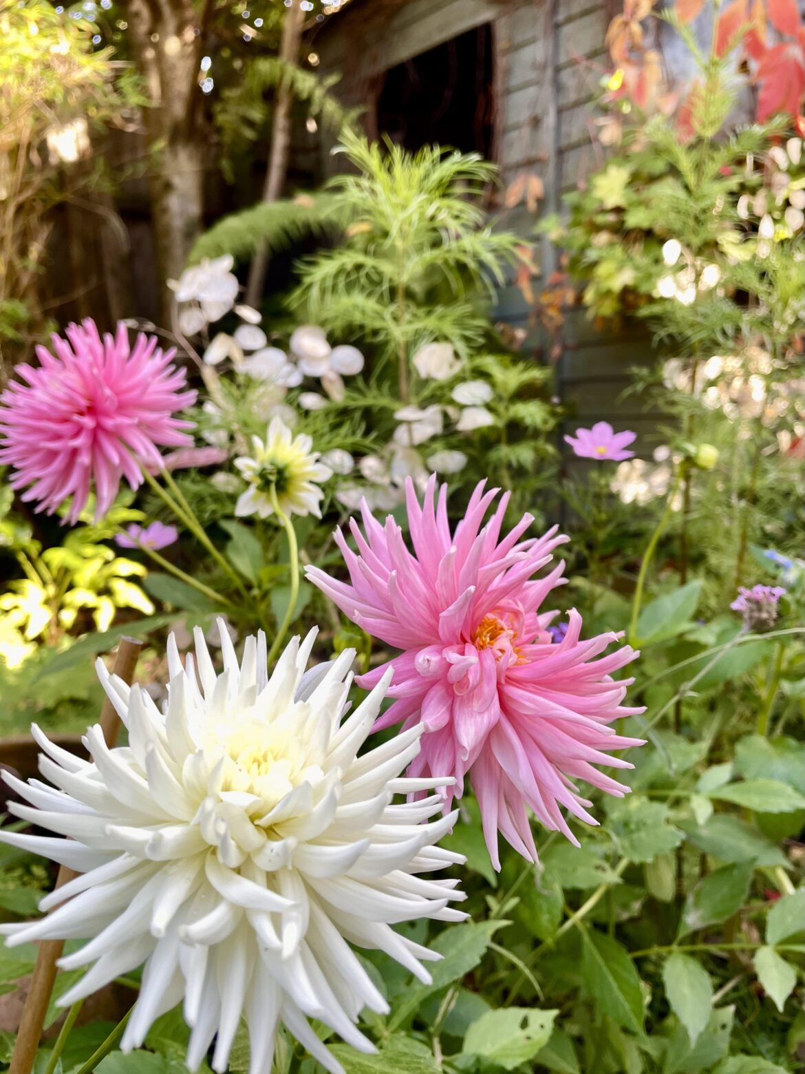 The dahlias are in full bloom – didn’t think they’d make it! The dahlias are in full bloom - didn’t think they’d make it!