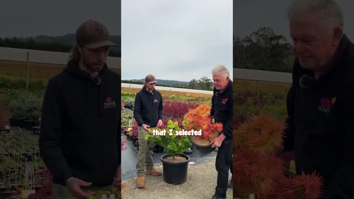 Of Course A Japanese Maple is Our Number 16! Of Course A Japanese Maple is Our Number 16!