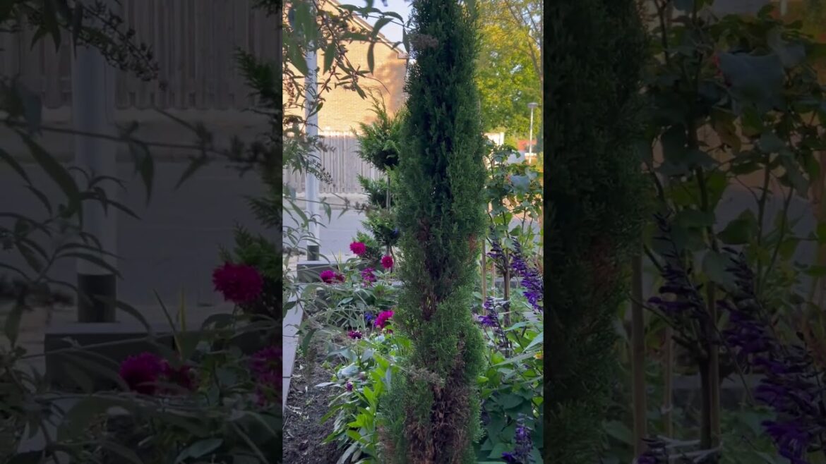 Infront garden/backyard garden #youtubeshorts #beautiful #naturelovers #fypシ #vibes #youtube