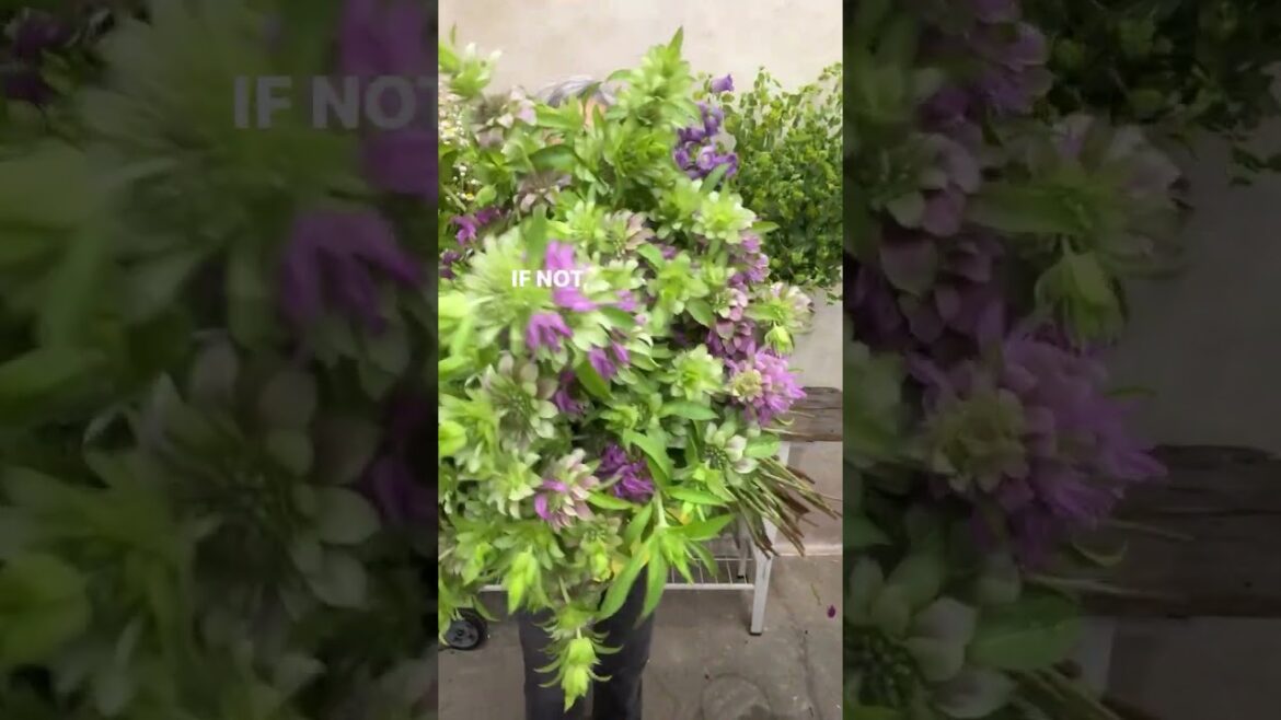 Lambada Monarda Lambada Monarda