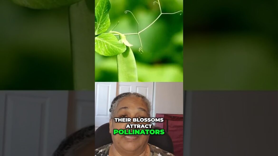 Peas: The Secret Superheroes of Your Summer Garden! Peas: The Secret Superheroes of Your Summer Garden!