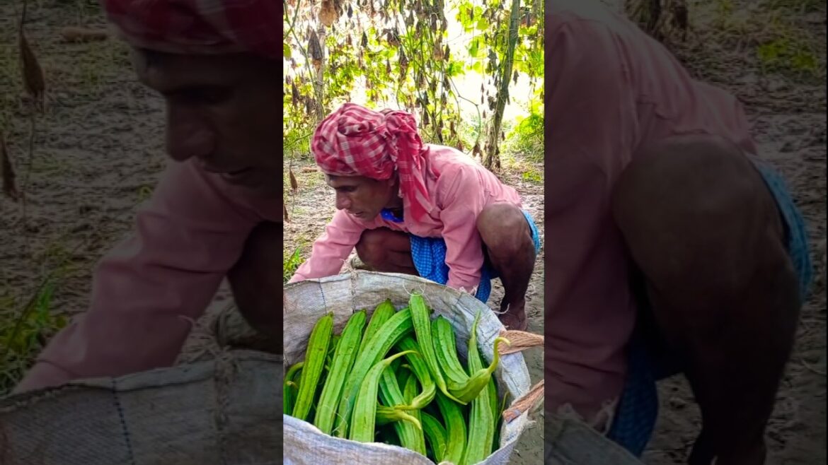 Early Farm Life – Harvest & Packing Vegetables for Market #shorts Early Farm Life – Harvest & Packing Vegetables for Market #shorts