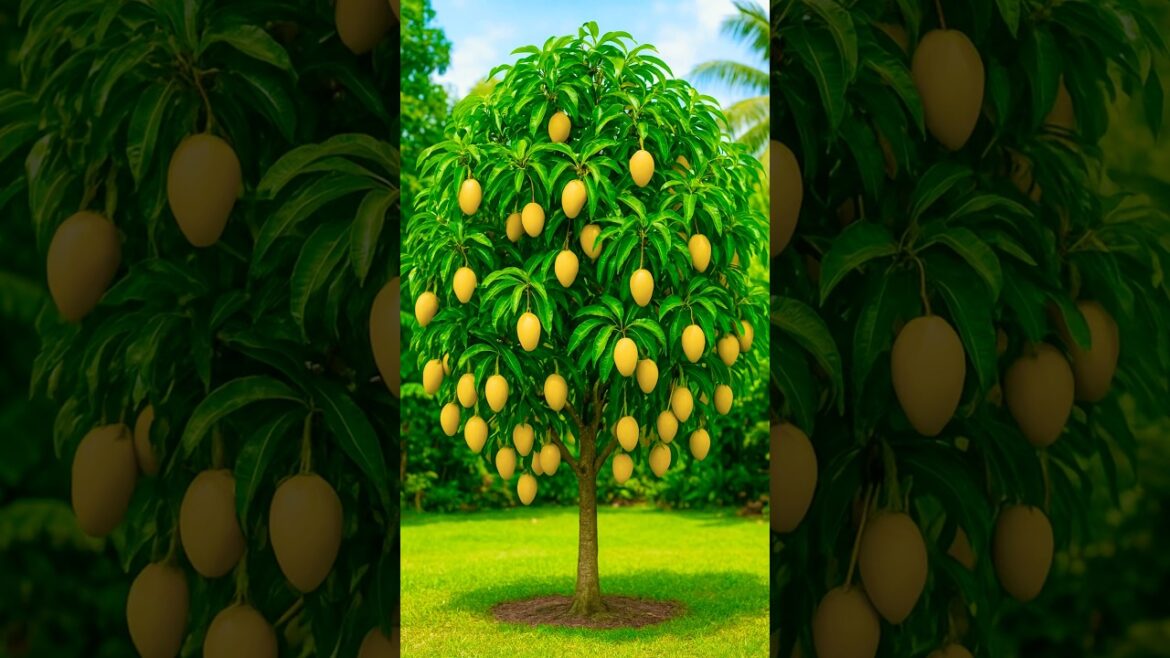 Propagation Mango Tree Fast Using Onion & Egg 🥭  #garden #grafting #shorts Propagation Mango Tree Fast Using Onion & Egg 🥭  #garden #grafting #shorts