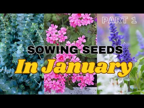 I’m Starting My Garden Seeds in January and You Should Too! ๐ฎ๐ฟ๐ What Seeds to Sow in January ๐ฅถ I'm Starting My Garden Seeds in January and You Should Too! ๐ฎ๐ฟ๐ What Seeds to Sow in January ๐ฅถ