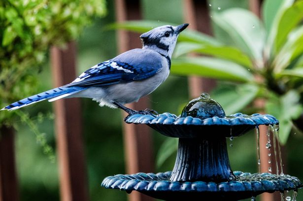 A bird on a bird feeder