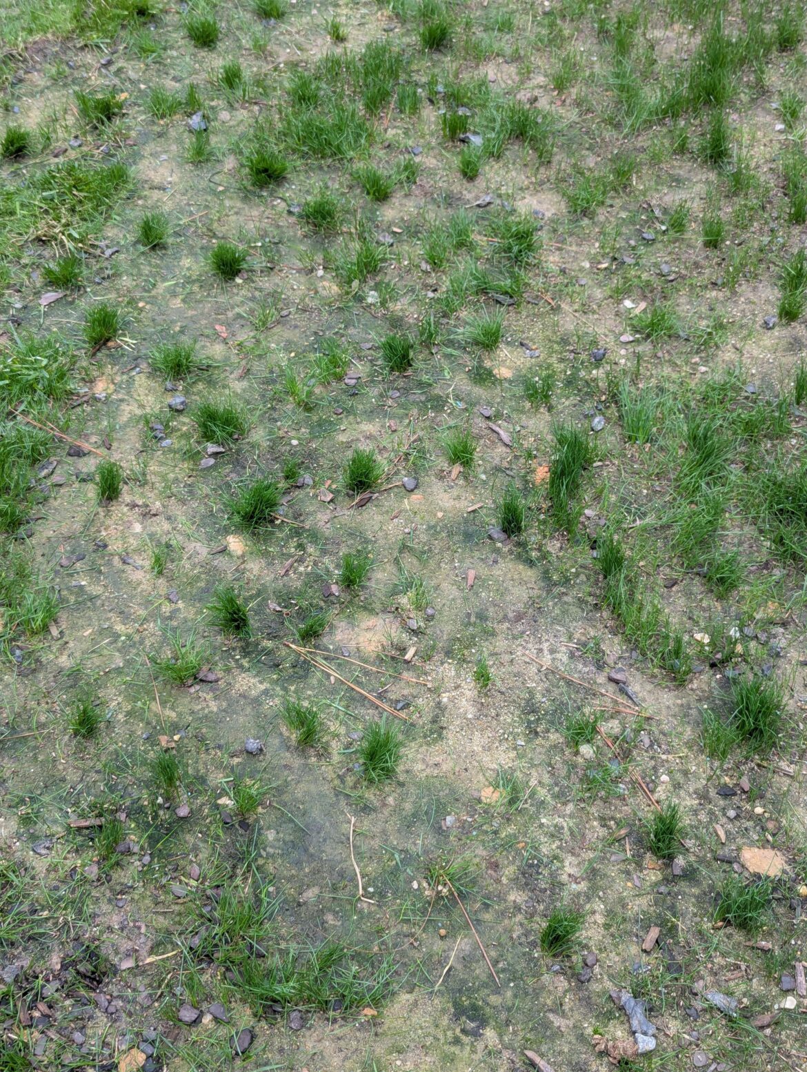 Is it too late to add more seeds? Zone 7B.