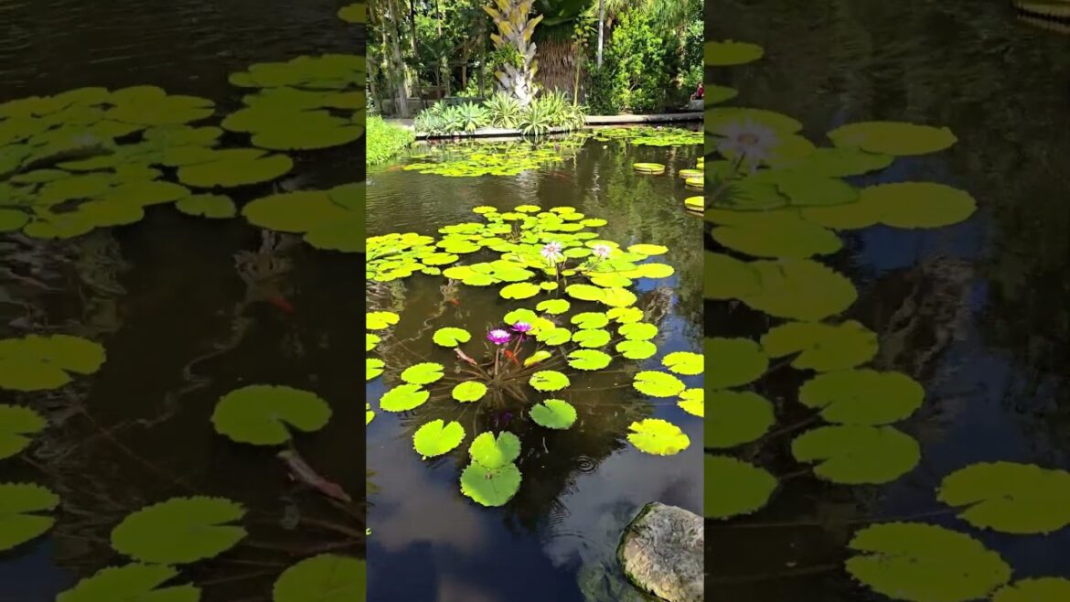 Miami Botanical Garden #landscape #garden #plants #backyard Miami Botanical Garden #landscape #garden #plants #backyard