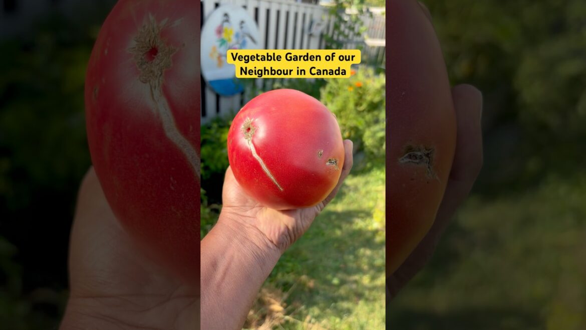 Our friendly Neighbours in Canada #Vegetable Garden #Backyard vegetable garden #Gardening tips Our friendly Neighbours in Canada #Vegetable Garden #Backyard vegetable garden #Gardening tips
