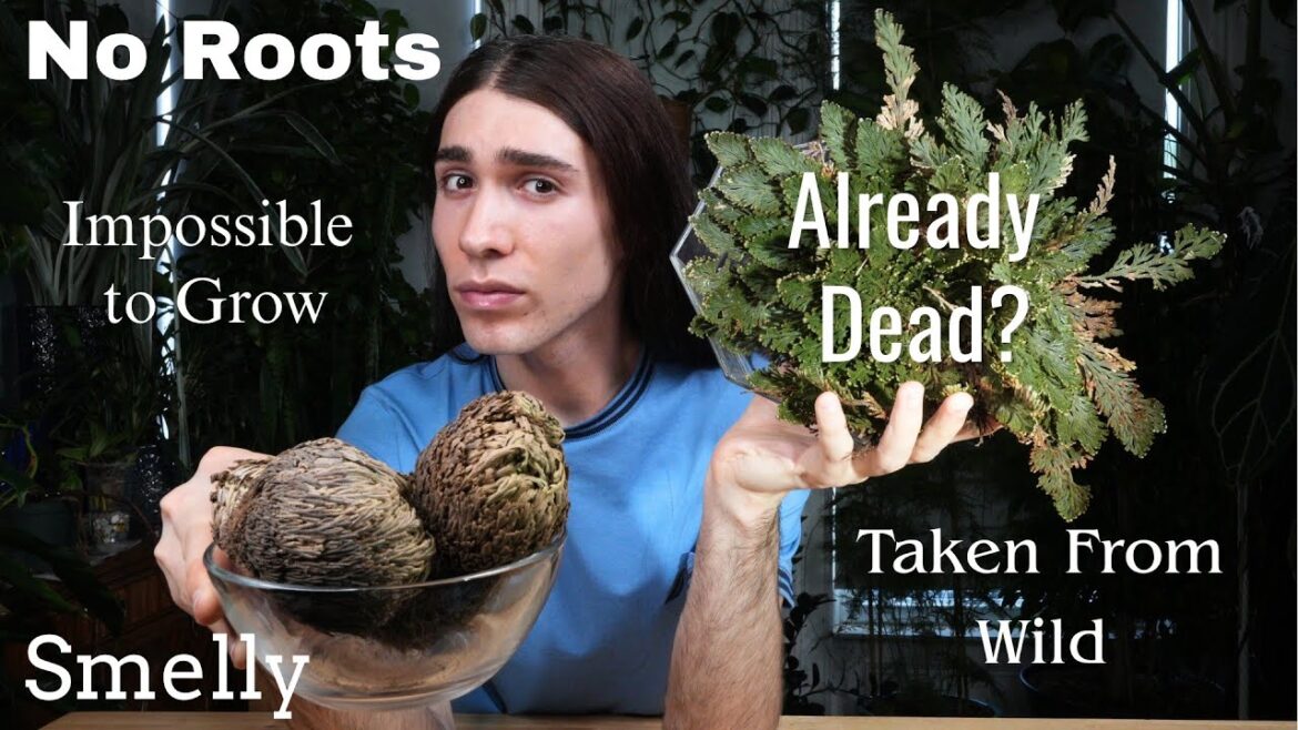 Here's Why You Shouldn't Buy a Resurrection Plant / Rose of Jericho + Care