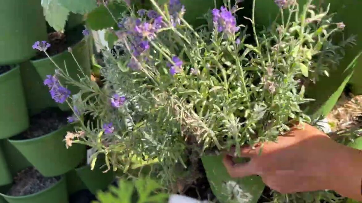 Garden Update: Carrots, Lavender & Fig Tree Plans | Fall Gardening at Nola Farms Garden Update: Carrots, Lavender & Fig Tree Plans | Fall Gardening at Nola Farms