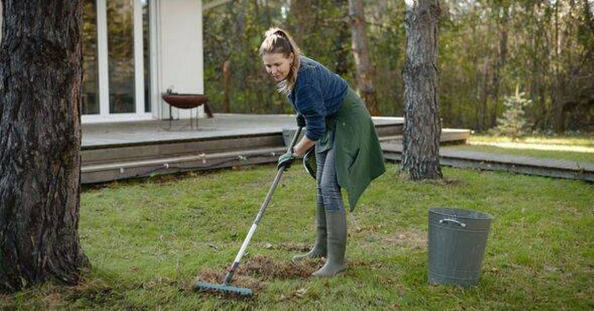 Gardeners urged to do one simple task now to ensure a greener and healthier lawn Devon Live