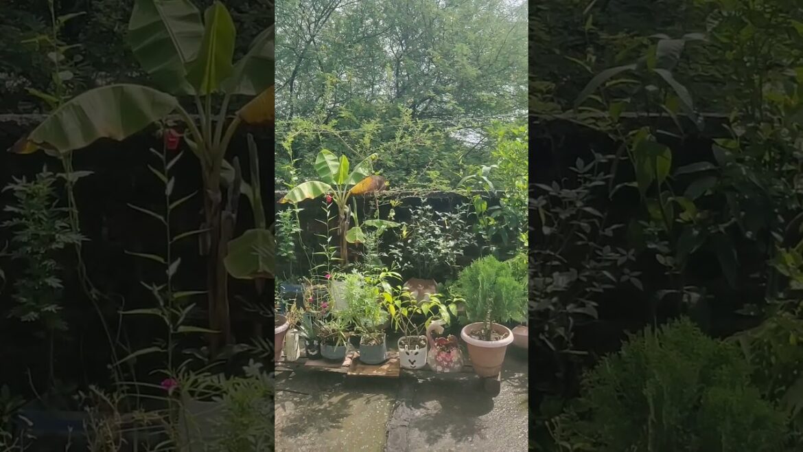 Titli Rani ka ghar My Garden ! #hindisong#gardening#colourful#flowers#nature#rose#garden #music
