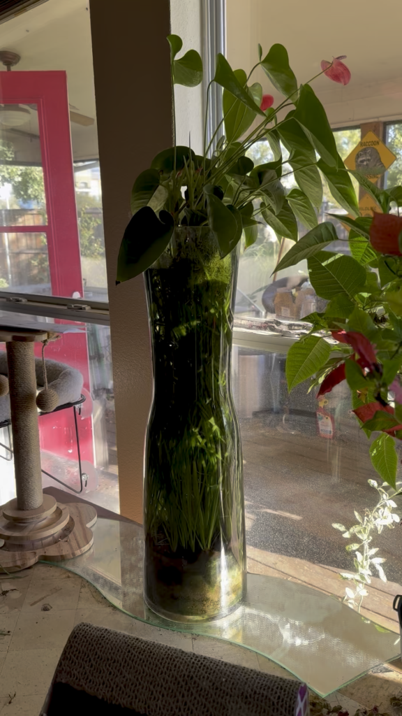 2 year old vase with jungle val, bladderwort (U. gibba) and anthurium with 2 open buds and 2 new ones still closed, enjoying half an hour of partial morning sunlight.