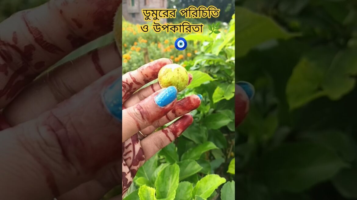 ডুমুরের পরিচিতি ও উপকারিতা 🧿🌿#gardening#green plant#green nature#green garden#beauty of nature🌿🧿🌱...