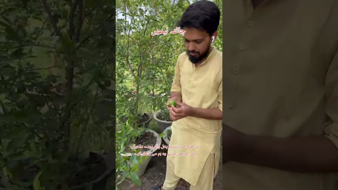 Chaina lemon fully fruiting plants |I Grew a Garden of Chinese 'Lemon' Fruits #shorts#ytshorts#viral