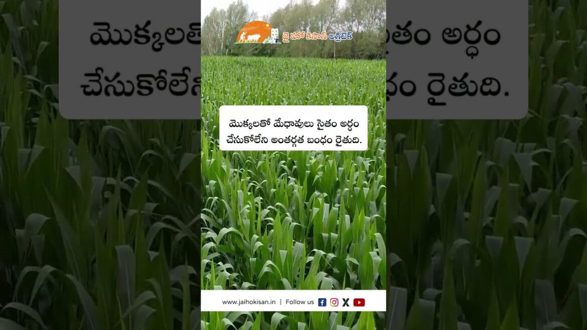 Farmers Motivational Videos | Whatsapp Status 2025 | @JaiHoKisan