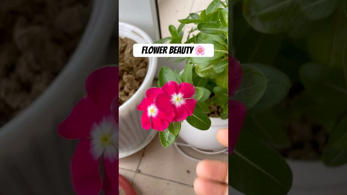 Beautiful Hybrid Vinca (Sadabahar) Flower | Balcony & Home Gardening Tips 🌸 #gardening Beautiful Hybrid Vinca (Sadabahar) Flower | Balcony & Home Gardening Tips 🌸 #gardening
