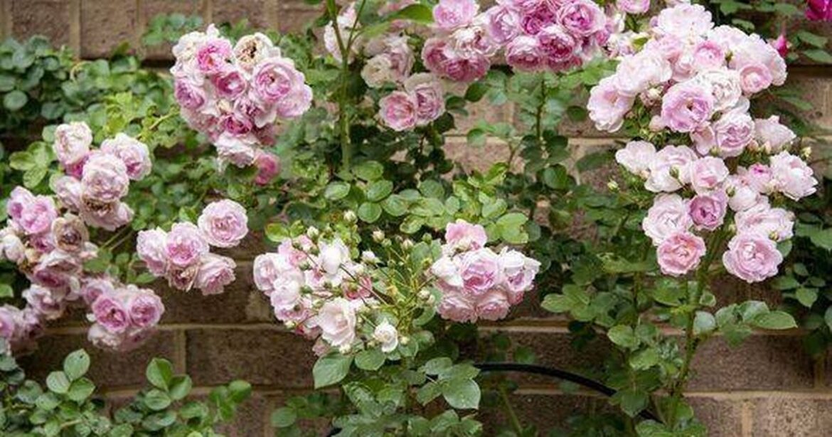 Monty Don names one plant to ‘prune hard’ now to prevent damage in winter Daily Mirror