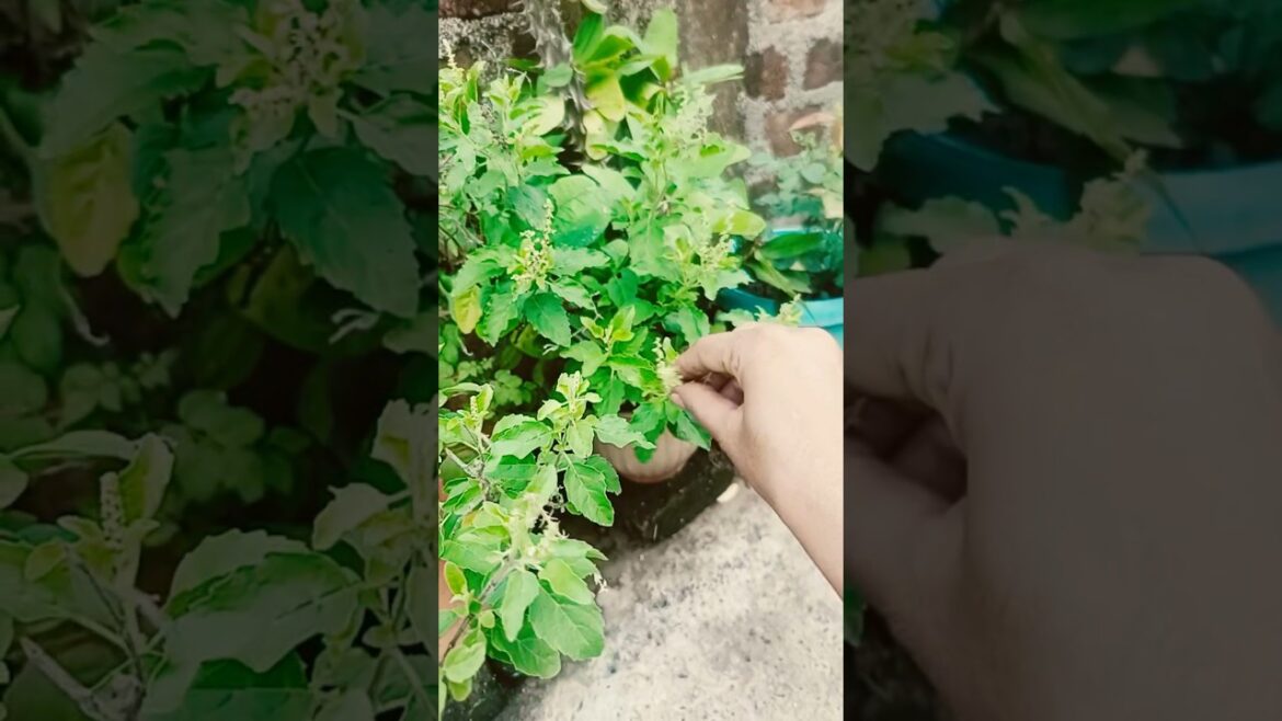tulsi#shortsfeed#gardendesign#terracegardenindia#plantsofindia#handmadeplanter#nature#shortsfeedvlog tulsi#shortsfeed#gardendesign#terracegardenindia#plantsofindia#handmadeplanter#nature#shortsfeedvlog