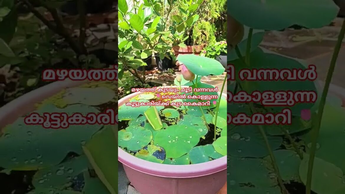 മഴയത്ത് കുടയും ചൂടി വന്നവൾ വെയിൽ കൊള്ളുന്ന കൂട്ടുകാരിയ്ക്ക് കുട കൈമാറി |gardening|garden tips#shorts