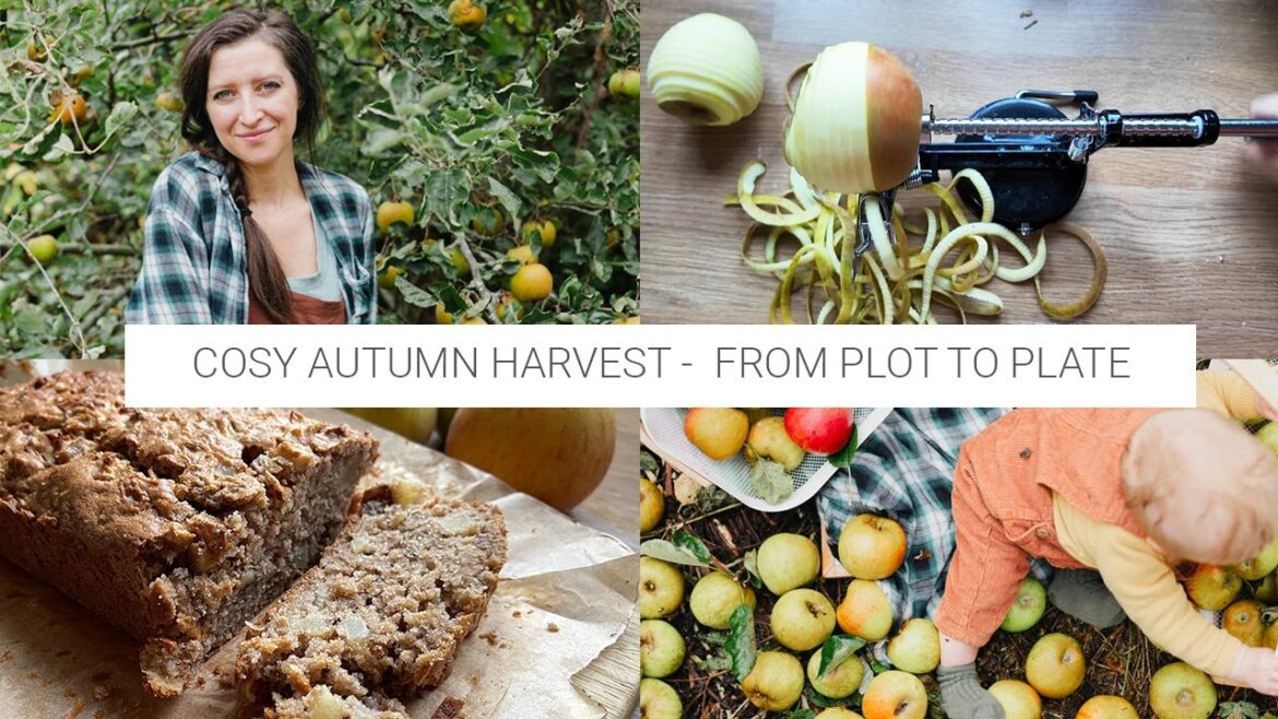 Harvest and bake with me – Apple & Walnut Cake Harvest and bake with me - Apple & Walnut Cake