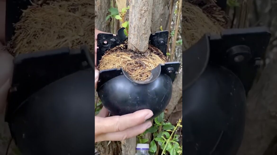 Tips to Air Layering Propagation #satisfying @RomFarm Tips to Air Layering Propagation #satisfying @RomFarm