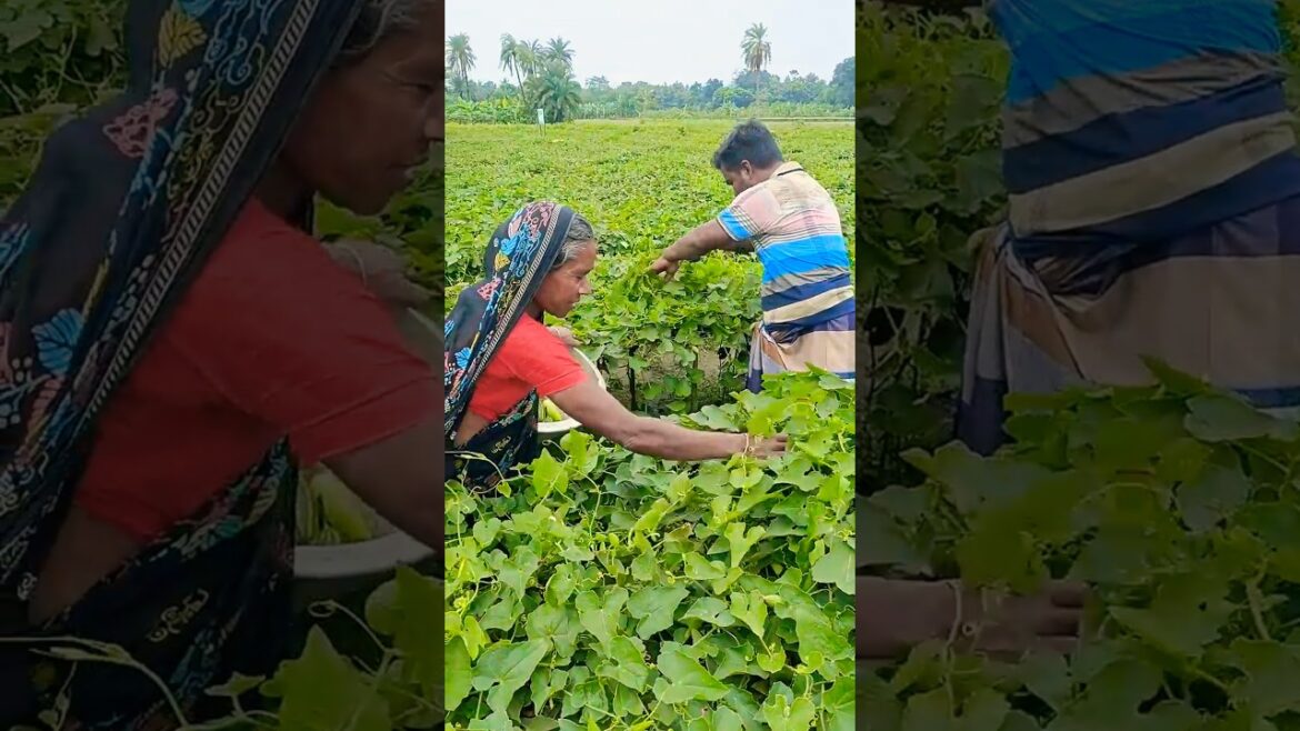 First Harbest – Pointed Gourd Farming woman #shorts #farming #harvesting First Harbest - Pointed Gourd Farming woman #shorts #farming #harvesting