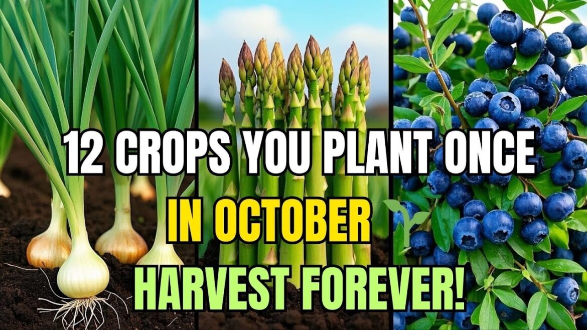 🌱 Plant These 12 Perennial Crops Once in October… and Harvest Forever! 🌱