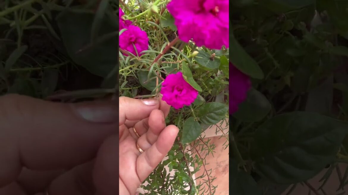 🪴gardening tips and care tips for portulaca plants 🪴 #yttrendingshorts #plantslover #gardening