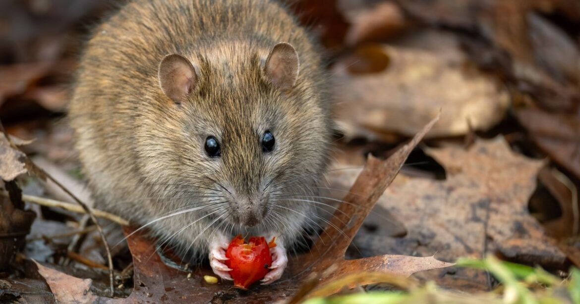 Rats will ‘avoid gardens for weeks’ if you use one natural item Daily Mirror