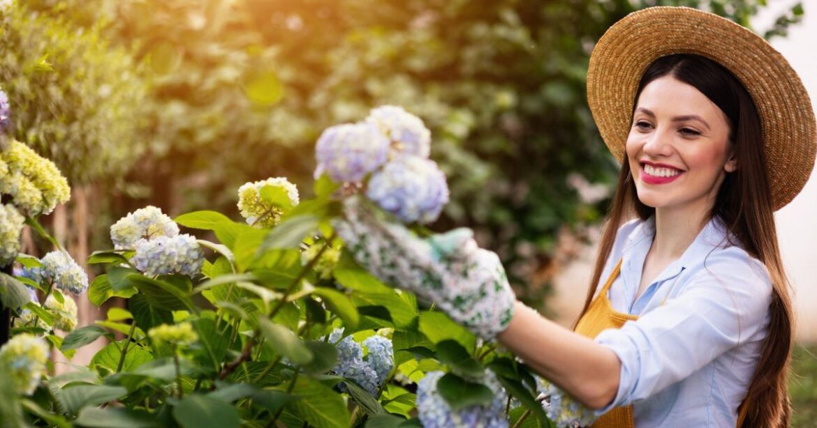 Most hydrangeas won’t flower next year unless you use these expert-approved autumn tricks Daily Mirror