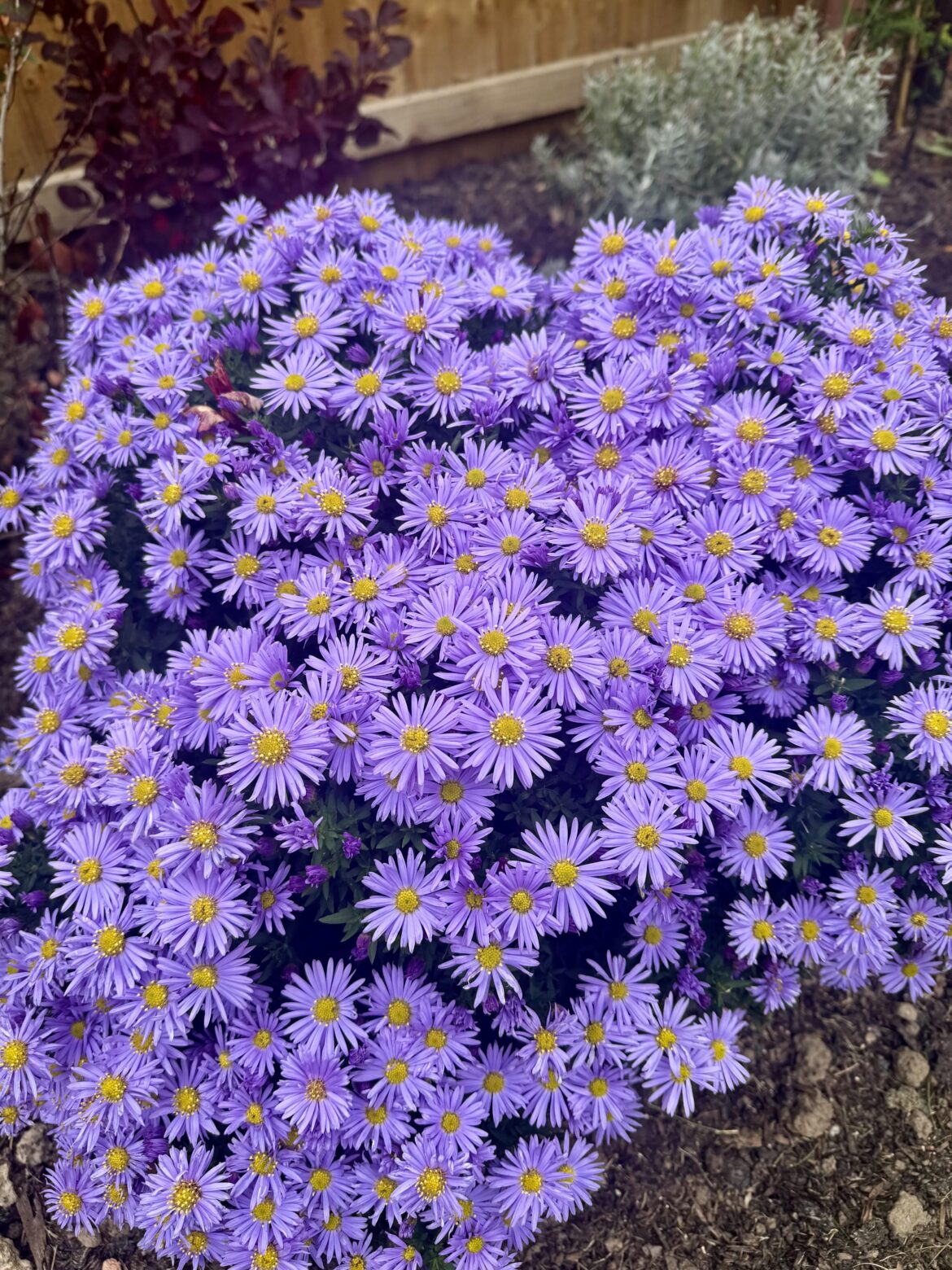Autumn delight- asters in my garden 😊