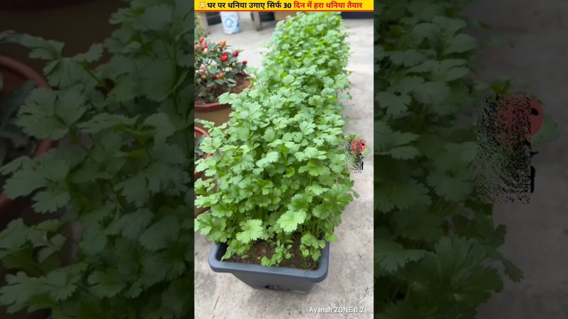 😳How to grow fresh coriander in a pot on the terrace #ytshorts #shorts #homegardening #growth