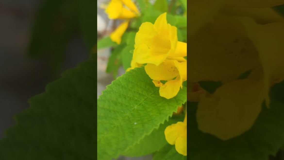 nice plants💖🎀✨#shortvideo #flowers #gardendelight #flowergarden #gardening #gardendesign