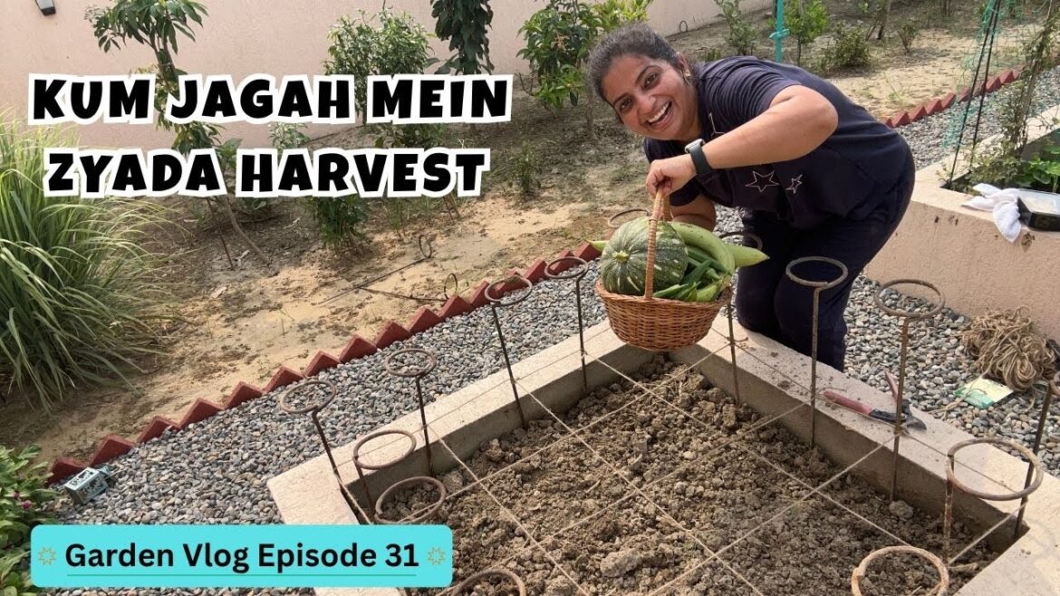 ЁЯПбPlanting Se Inspiration Tak: Garden Tips aur ButterflyЁЯжЛ Feeding | Garden Vlog Episode 31 ЁЯПбPlanting Se Inspiration Tak: Garden Tips aur ButterflyЁЯжЛ Feeding | Garden Vlog Episode 31