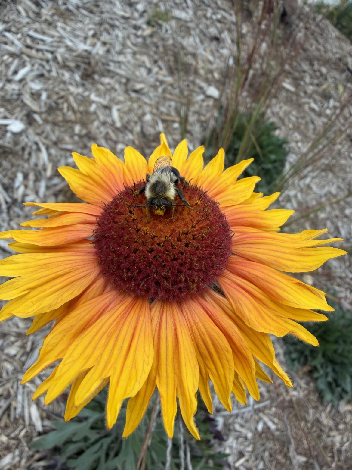 Bumblebee napping on a cozy blanketflower
