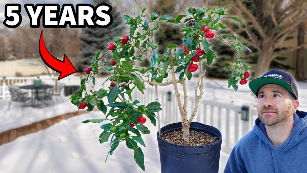 I Overwintered Pepper Plants For 5 YEARS...And THIS Happened!
