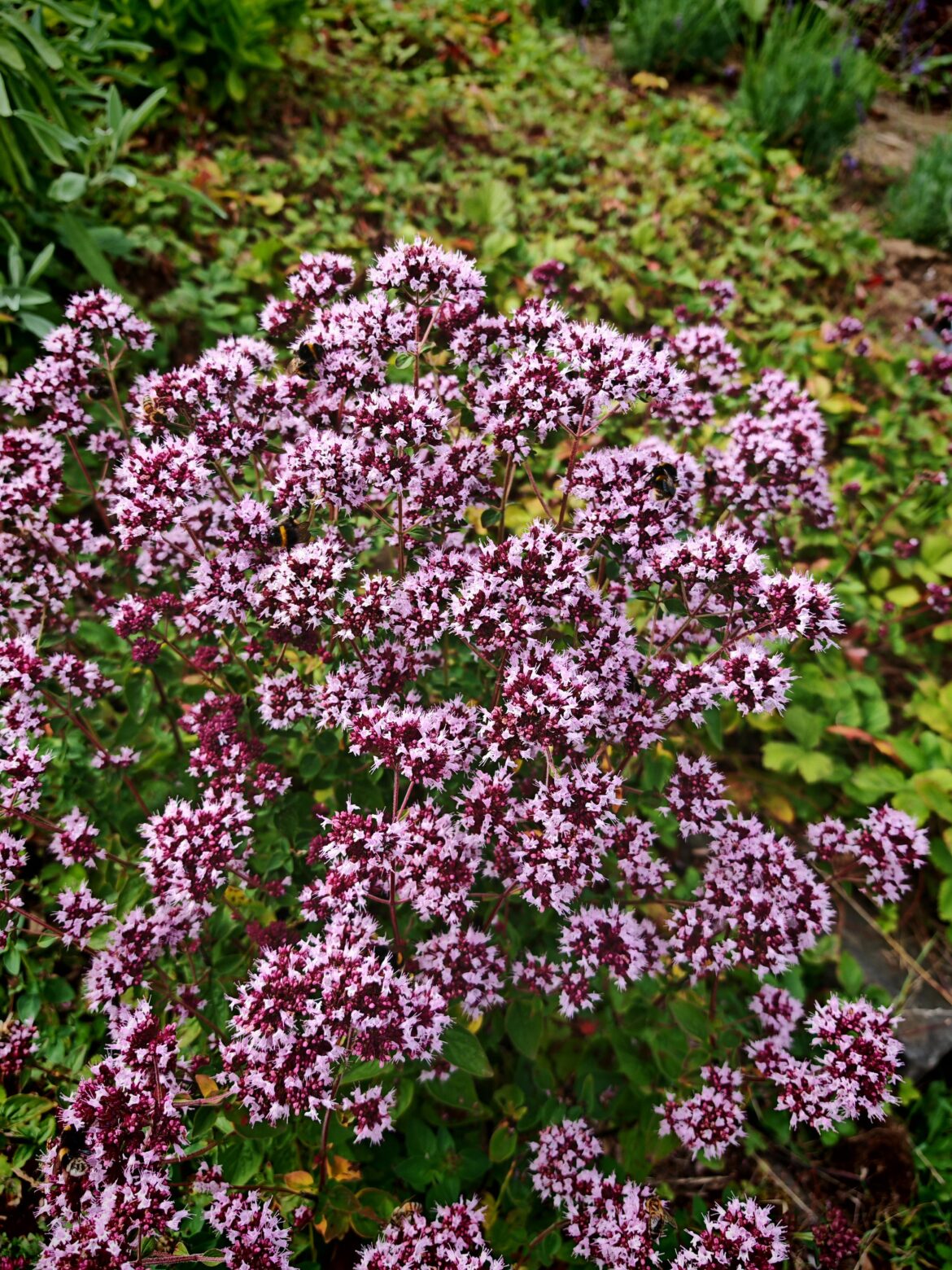Oregano Flowers Are Spectacular
