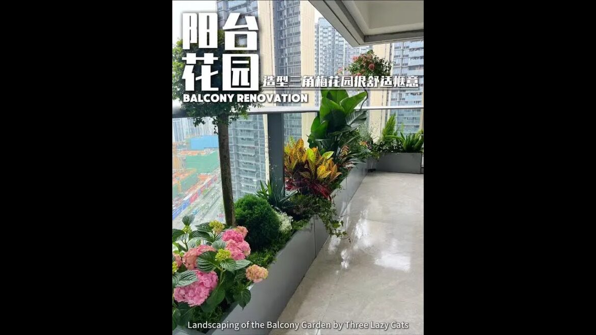 Create a bougainvillea garden on the balcony #My flowers and plants 🌸🌸 #Bougainvillea # Create a bougainvillea garden on the balcony #My flowers and plants 🌸🌸 #Bougainvillea #