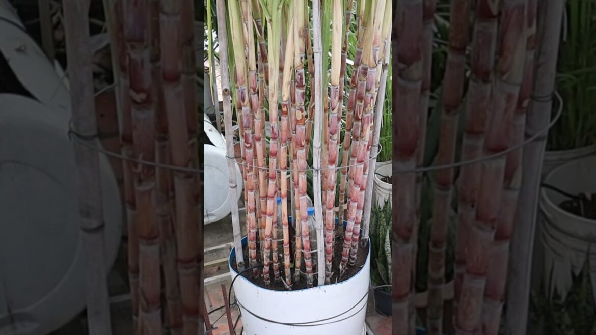 Growing Sugar cane in container #sugarcane #v87garden #shorts