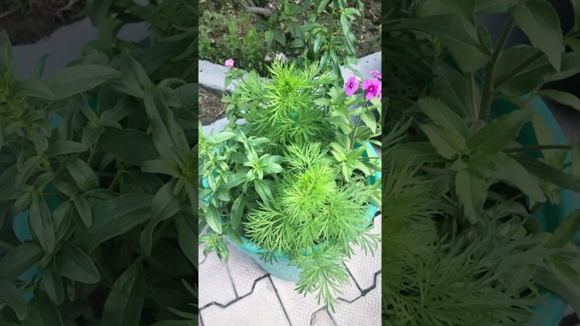 7 October 2025#nature #hitsong #sadabaharnagme #trending