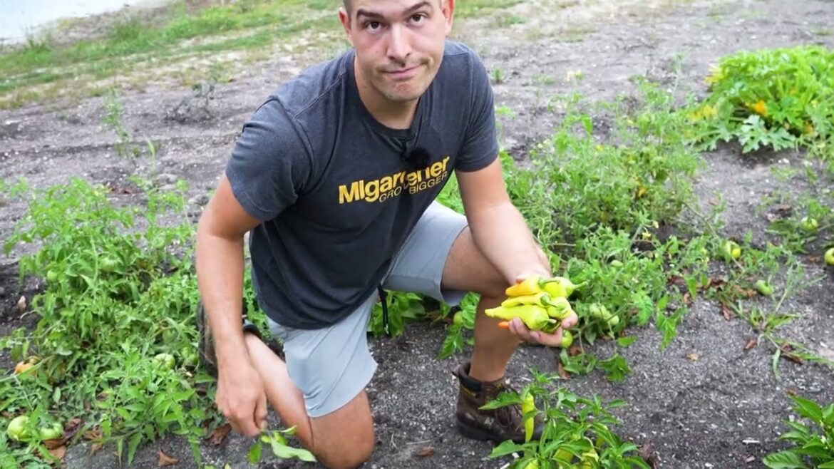 MIgardener: How Many People Can We Bless With Our Garden? How Many People Can We Bless With Our Garden?