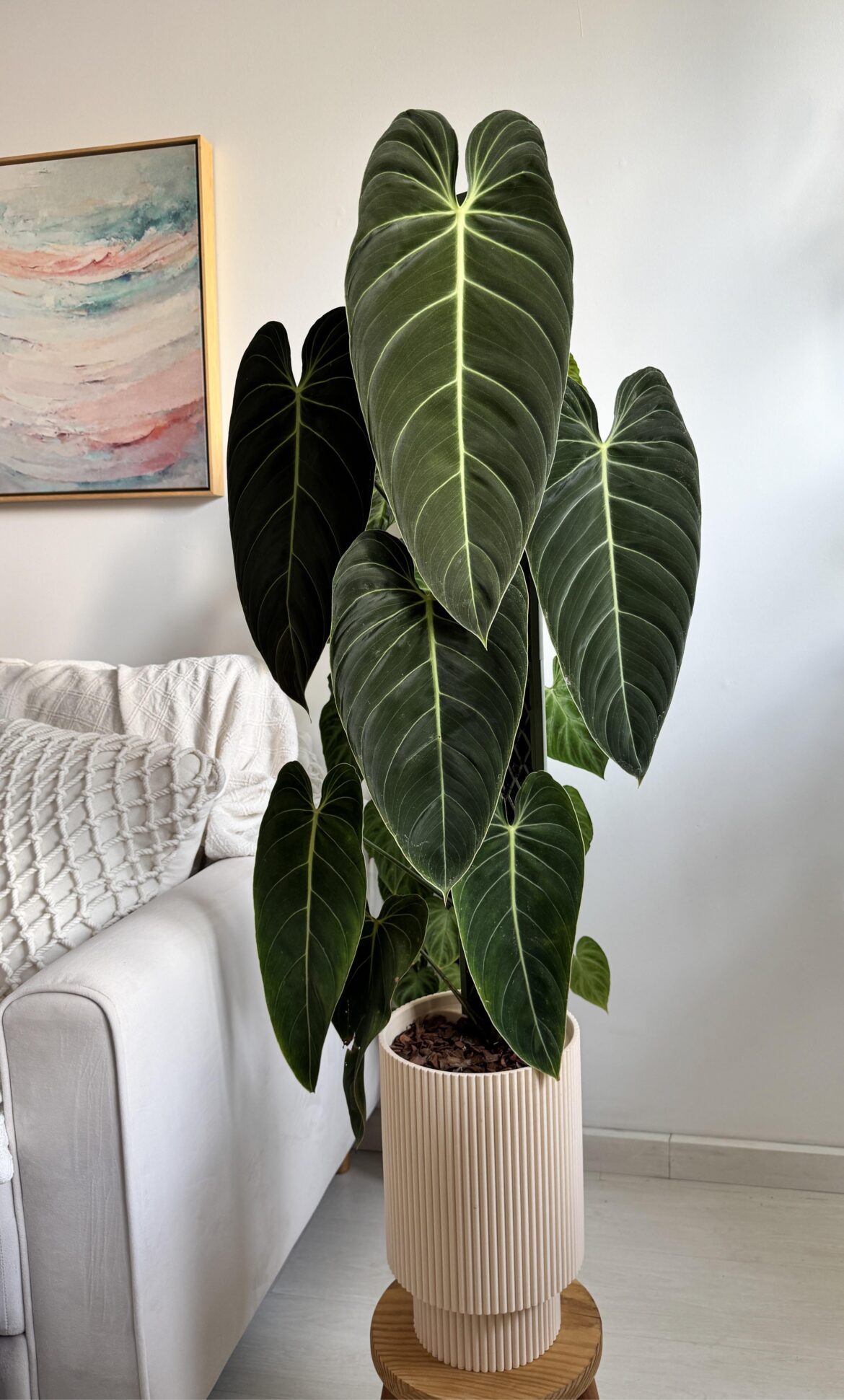 Philodendron melanochrysum