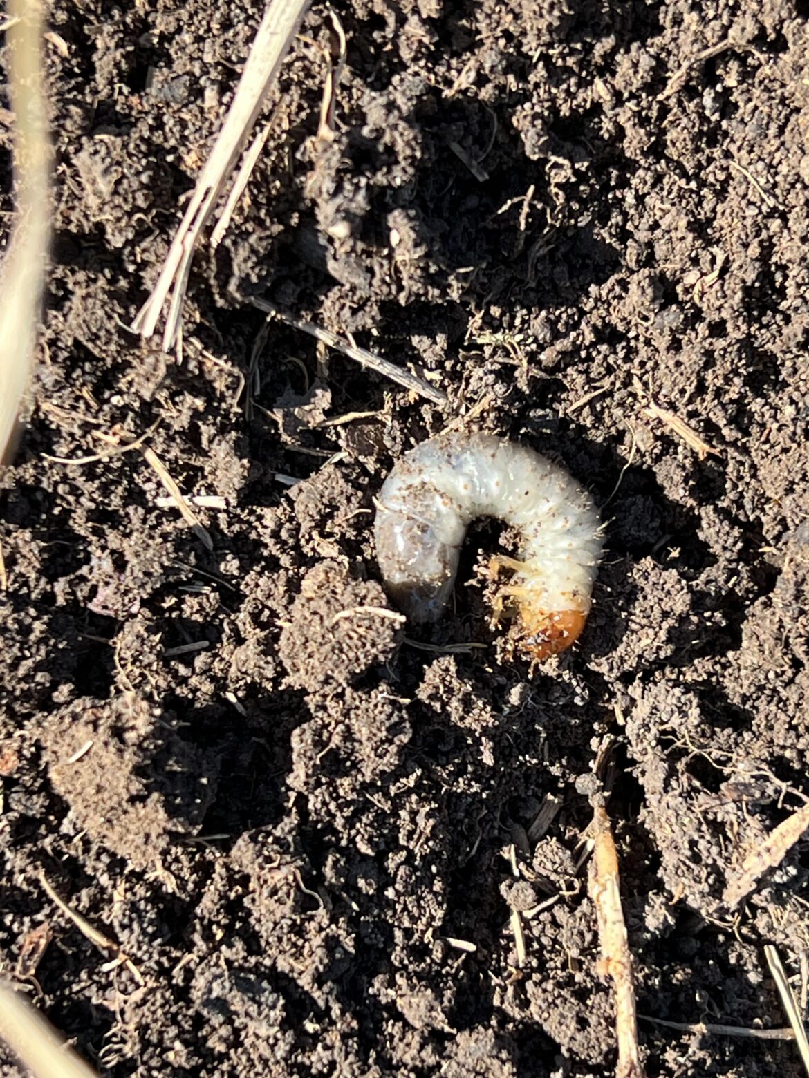 Thought I accidentally used grass/weed killer on my front yard.  Nope, it’s these little bastards.
