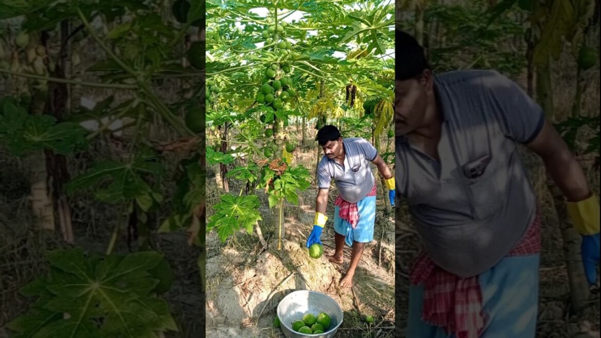 Harvesting Green Papaya in the Cool Morning Breeze 🍃 #shorts Harvesting Green Papaya in the Cool Morning Breeze 🍃 #shorts