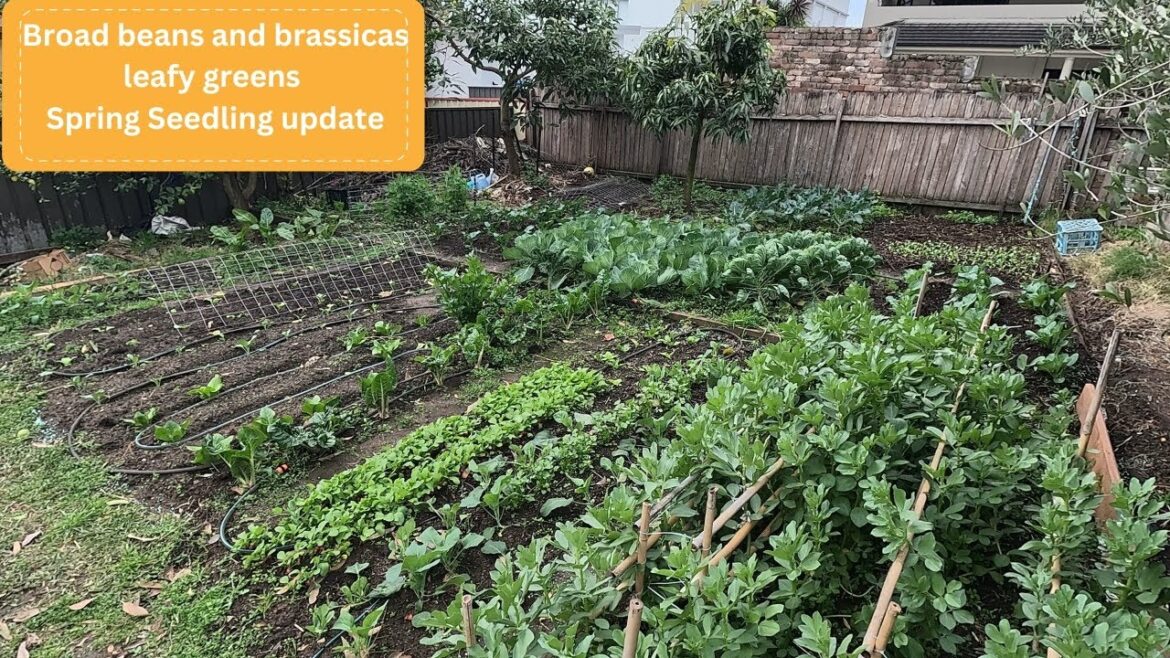 Winter vegetable garden update - getting ready for spring