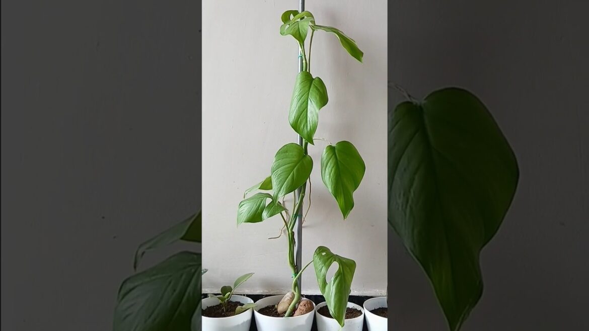 Make gardening easier with this Twist Tie🪢#leavesstemsandroots ##gardenfairy #viral #plants #shorts