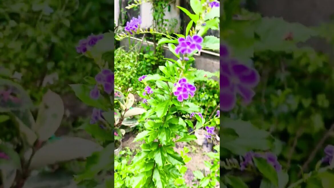 flower garden|| #shorts #garden #gardening #gardendesign #nature #houseplants #flowers #hibikas💐🌱🌱💐💐