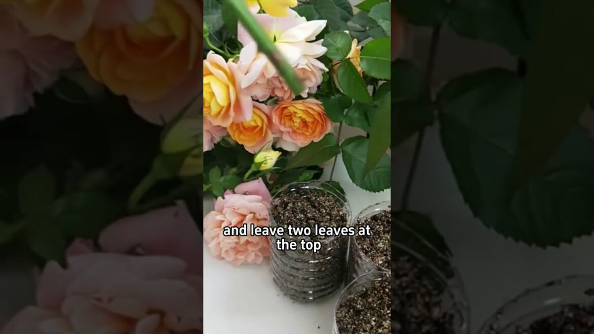 #garden #gardening #planting #gardeningtips #flowers #flower #rose