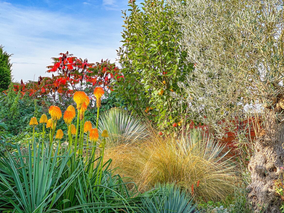 Kniphofia rooperi in the autumn sun ☀️